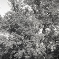 GeorgeCserna_V2_S1_img350.jpg