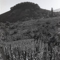 GeorgeCserna_V2_S16_img772.jpg