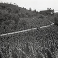 GeorgeCserna_V2_S16_img786.jpg